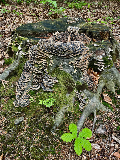 Baumstumpf im Wald mit einem Pilzstamm bewachsen