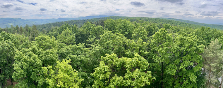 Panoramablick über den Baumwipfeln hinweg zum Gipfel des Geschriebensteins