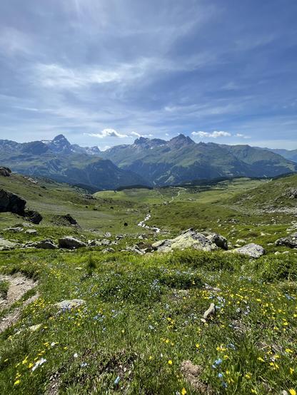 Foto einer Berglandschaft. Im Vordergrund eine Blumenwiese, hinten ein Bergpanorama.