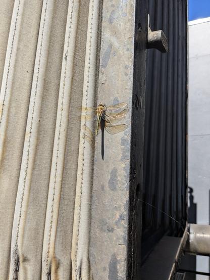 A photo of a golden coloured dragonfly type bug (sorry, I have no idea what species it is) on a part of a dusty old train