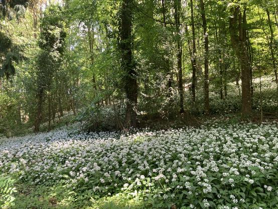 A carpet of wild garlic in full white bloom beneath a forest canopy.