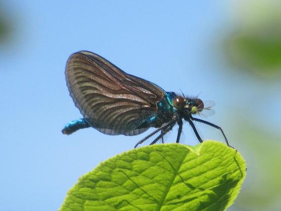 Eine Blauflügel-Prachtlibelle sitzt auf einem Blatt vor blauem Himmel und verspeist eine Fliege.