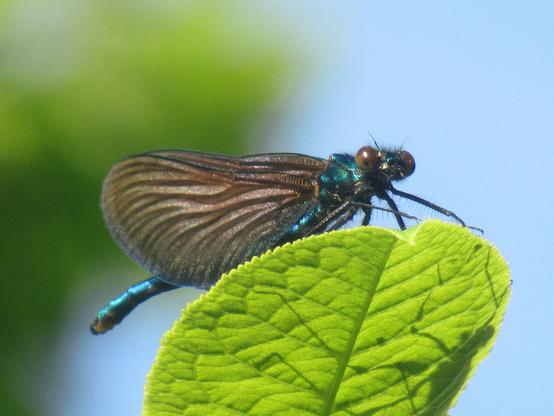Eine Blauflügel-Prachtlibelle sitzt auf einem Blatt vor blauem Himmel und scheint in die Kamera zu schauen.
