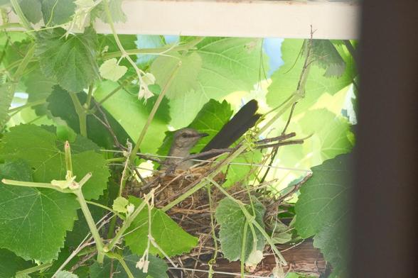 A Northern Mockingbird is sitting in a nest surrounded by green leaves and branches. It has an outstretched neck to peak out while its tail is almost straight up. It is surrounded by grape leaves and vines.