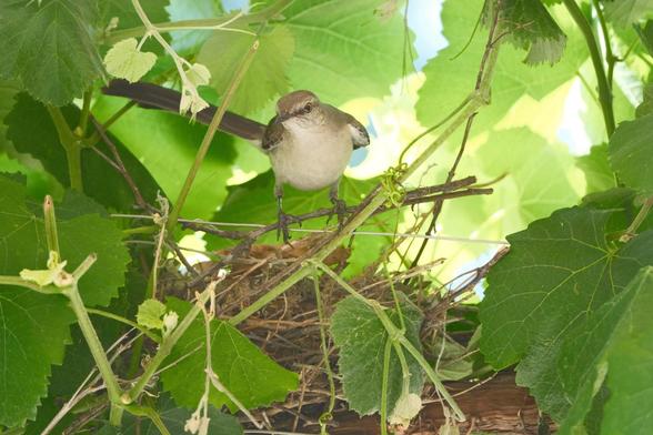 A Northern Mockingbird stands on a nest, tail at a 45° angle, surrounded by lush green grape leaves and vines. It is clearly getting ready to fly off