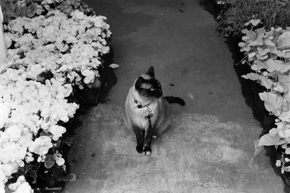 A cat in a florist shop’s entrance