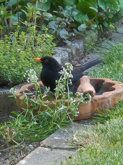 Amsel in der Vogeltränke