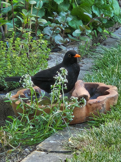 Amsel in der Vogeltränke