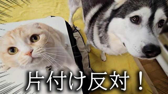 こたつ片付けたら猫がハスキー犬を連れて文句言いにきた...