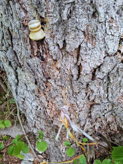Insulators and nail in a spruce tree bark.