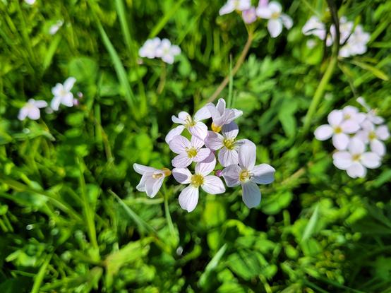 Fünf Blüten vom Wiesenschaumkraut in einer recht nahen Aufnahme mit unscharfem, grünen Wiesenhintergrund. Wir blicken von schräg oben auf die Blüten. Zwei der Blüten sind noch nicht ganz geöffnet. Im Hintergrund sind weitere Grüppchen von Wiesenschaumkrautblüten zu sehen.