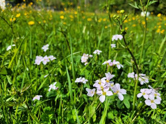 Es ist die selbe Wiese, wie im Bild zuvor zu sehen. Der Blick ist allerdings horizontaler, sodass im Hintergrund nun auch noch gelbe Blüten von Hahnenfuß und Löwenzahn zu sehen sind. Wir sind etwas weiter weg von der Fünfergruppe aus dem vorigen Bild. Sie sind nun eher im unteren, rechten Drittel des Bildes zu sehen.