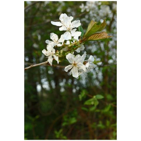 Close-up photo of a small blooming tree branch with fresh leaves. The blossoms are white in colour.