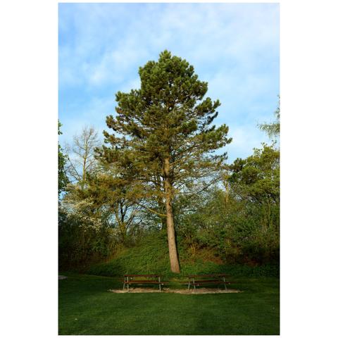 Resting place with four benches at two tables. Directly behind a large conifer in golden light.