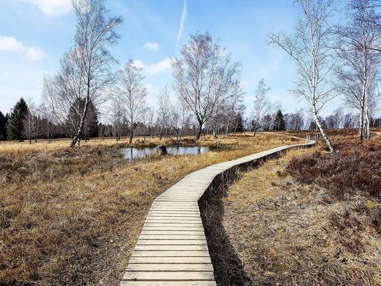This image features a peaceful landscape of a wetland area during what appears to be early spring. A narrow wooden boardwalk weaves through the scene, facilitating a walking path across the marshy ground and around a small pond. Sparse birch trees with early spring foliage dot the landscape, and the grasses and plants on the ground are still in their brown winter tones. The sky is mostly clear with minimal cloud cover, adding to the serenity of the setting. This kind of area is typical for nature reserves or parks designed for ecological preservation and public enjoyment.