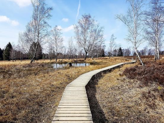 This image features a peaceful landscape of a wetland area during what appears to be early spring. A narrow wooden boardwalk weaves through the scene, facilitating a walking path across the marshy ground and around a small pond. Sparse birch trees with early spring foliage dot the landscape, and the grasses and plants on the ground are still in their brown winter tones. The sky is mostly clear with minimal cloud cover, adding to the serenity of the setting. This kind of area is typical for nature reserves or parks designed for ecological preservation and public enjoyment.