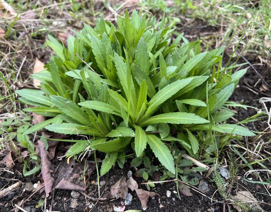 a young clump of common sneezeweed, at the stage of leaves only, is growing on the ground surrounded by some grass and dead leaves.