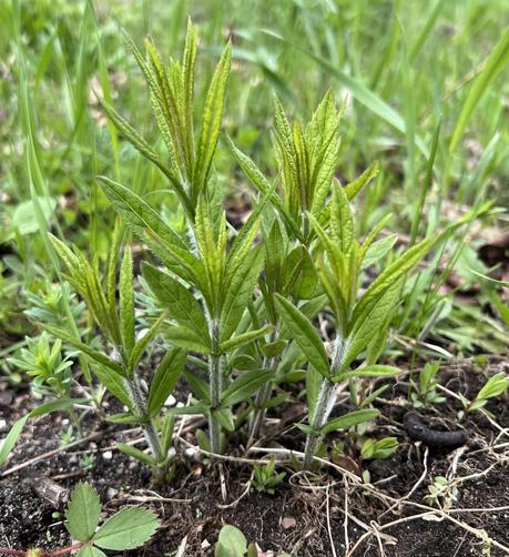 a young clump of a few culver’s root stems, at the stage of leaves only, is growing on the ground surrounded by some other vegetation.
