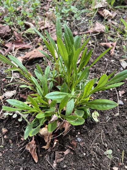 a young clump of a beardtongue plant, at the stage of leaves only, is growing on the ground surrounded by some other vegetation.