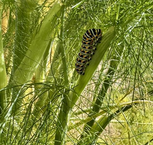 Big yellow/black/white striped caterpillar on a fennel stalk amongst fine green fronds.
