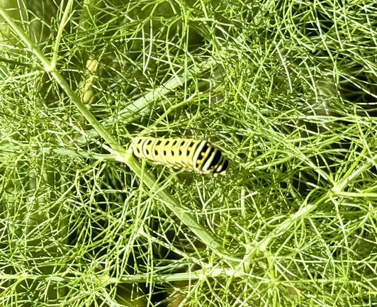 Fennel fronds with yellow/black/white striped caterpillar in the middle