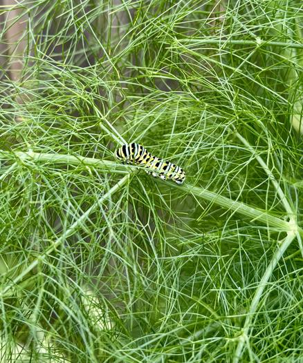 Fennel fronds with yellow/black/white striped caterpillar resting on a stalk