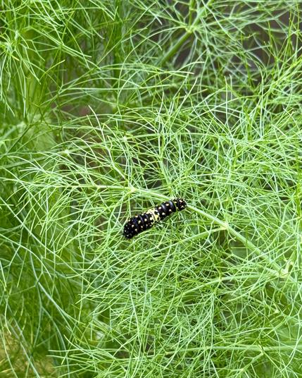 Caterpillar in their final dotty stage before changing to striped form.