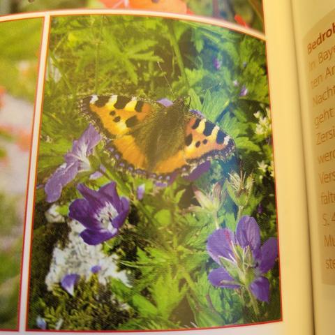 Schmetterling Orange mit schwarz weißem Muster