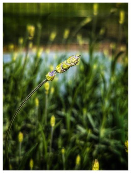 A close-up shot focuses on a lavender flower bud, predominantly green with hints of purple at its tip. The bud is elongated and textured, with small, tightly packed structures. It's positioned diagonally across the frame, extending from the bottom left towards the top right. The background is a soft blur of green foliage, suggesting a garden or natural setting.