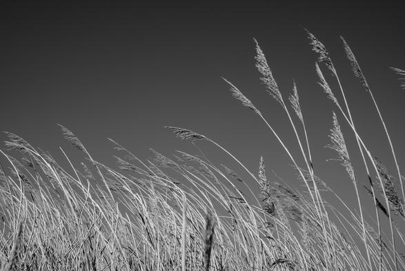 A black and white photograph of grasses being blown around by wind. Taken on a hot sunny May Day. With a red filter darkening the blue Sky.