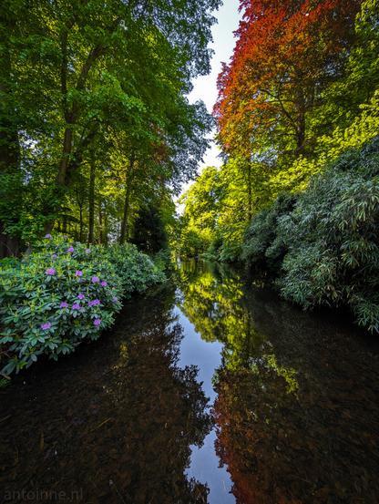 A narrow waterway flowing through a lush, green environment. The water's surface acts as a mirror, reflecting the surrounding trees and sky. 

On the left bank, vibrant green bushes dotted with clusters of purple flowers add a splash of color to the scene. Towering above them are trees with varying shades of green foliage, creating a sense of depth and texture. 

The right bank mirrors this lushness, with dense green bushes and trees. However, a striking tree with red and orange leaves stands out, adding a beautiful contrast to the predominantly green landscape. 

The waterway itself is calm, with subtle ripples disturbing the perfect reflections. The bottom of the shallow stream is visible in parts, revealing dark stones and possibly some vegetation.