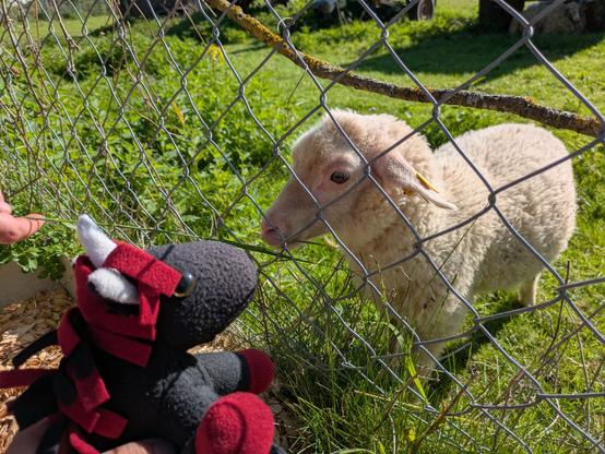 Rommie mit kleinen Schaf hinter einen Maschendrahtzaun