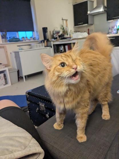A starving cat, turned into a monster, extorts its owner for food