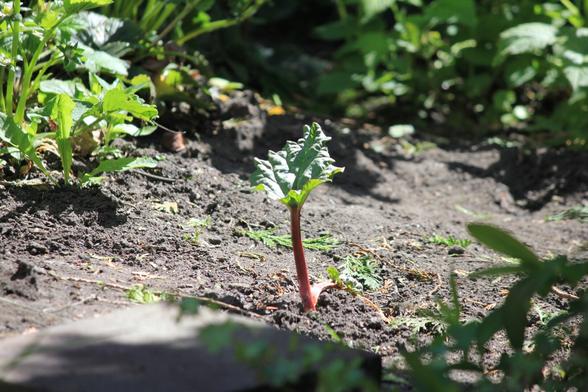 A solitary stalk of rhubarb with a small leaf is rising out of soil bathed in sunlight.