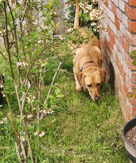 Golden lab inspecting the grass behind some blueberry bushes. She has blueberry bushes on one side and red bricks on the other.