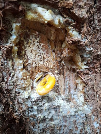 Damage tree. Insulator in tree bark with resin outflow