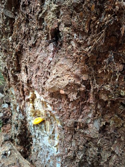 Damage tree. Insulator and rusty nail in tree bark with resin outflow.