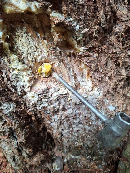 Damage tree. Broken insulator in tree bark with resin outflow
