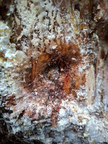 Damaged tree. Screw of the insulator deep ingrown in tree bark with resin outflow.