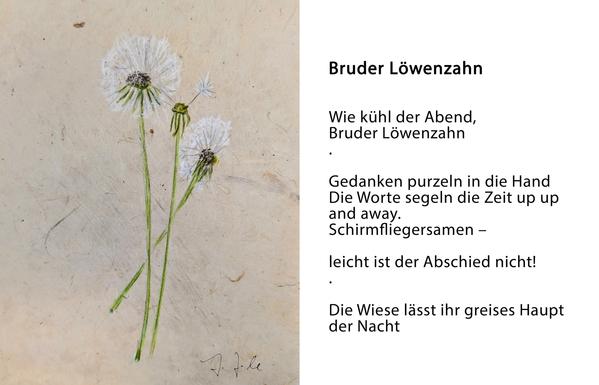 Zeichnung: Drei verblühte Löwenzahnköpfe auf altem Papier gezeichnet. Einer verliert gerade einen Fallschirmsamen.
Gedicht mit Titel Bruder Löwenzahn:
Wie kühl der Abend, Bruder Löwenzahn …
Gedanken purzeln in die Hand.
Die Worte segeln die Zeit up up and away – Schirmfliegersamen.
Leicht ist der Abschied nicht!
Die Wiese lässt ihr greises Haupt der Nacht.
Zeichnung und Text: Johann Seidl, Gartenpoet.

Drawing: Three faded dandelion heads illustrated on aged paper. One is just releasing a parachute seed.
Poem titled Brother Dandelion:
How cool the evening, Brother Dandelion …
Thoughts tumble into my hand.
The words sail the time up up and away – parachute seeds.
Parting is not so light!
The meadow bows its hoary head to night.
Drawing and text by Johann Seidl, Gartenpoet.