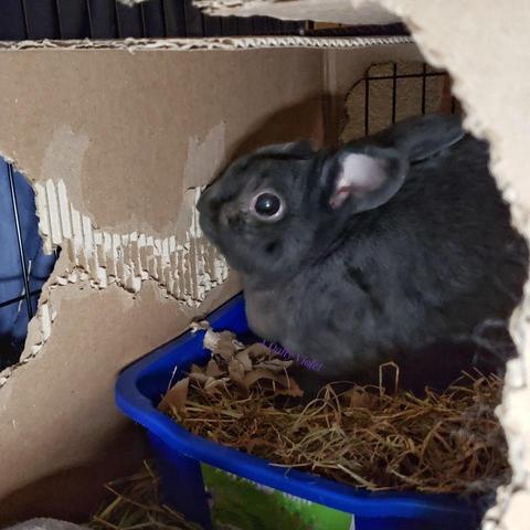 Small grey rabbit sitting in a hay-filled litterbox inside a cardboard box with openings obviously enlarged by a bunstruction expert. The rabbit is judiciously removing a large patch of the interior paper layer of the cardboard box.