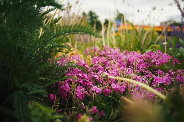 The image shows a patch of vibrant pink flowers, surrounded by green foliage and grass. The background is slightly blurred, indicating an outdoor setting, possibly a garden or park. The focus is primarily on the lush, blooming flowers in the foreground.