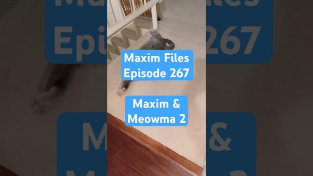 Maxim & Meowma 2 #catshorts #cat #newjeansdancecover #catvideos #kitten #matercat #newmusic
