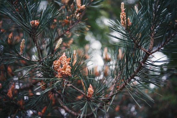 The image shows a close-up of pine branches with pine cones. The branches have long, needle-like leaves, and the cones are in a developing stage, appearing small and clustered. The background is blurred, focusing attention on the pine branches.