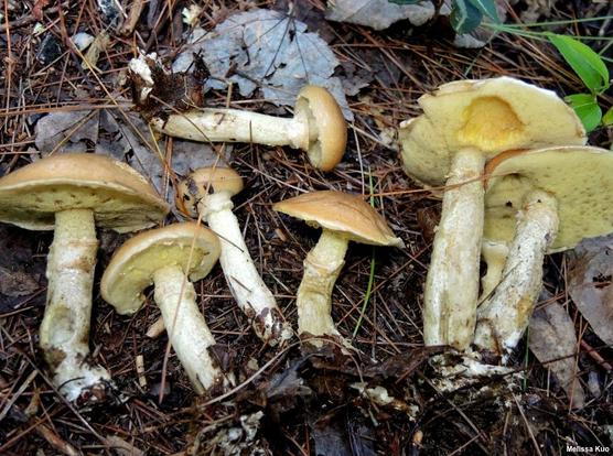 Suillus subalutaceus mushroom image.