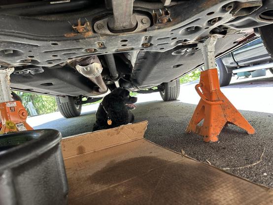 A dog sits underneath a vehicle supported by jack stands. The view is from below the car, showing parts of the undercarriage, a black container, and a cardboard piece on the ground.