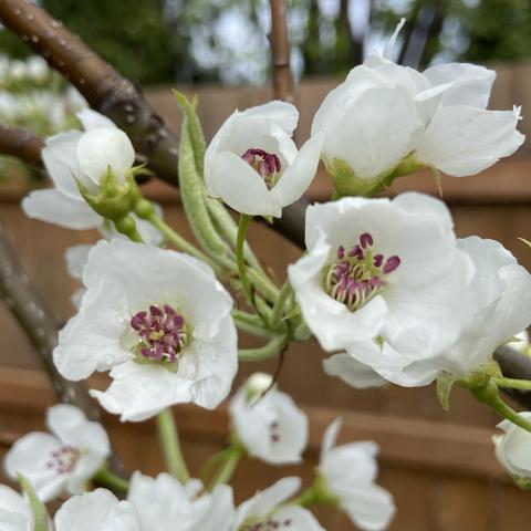 A cluster of Asian pear blossoms. White petals and stamens with wine red tops. Brown fence in the background