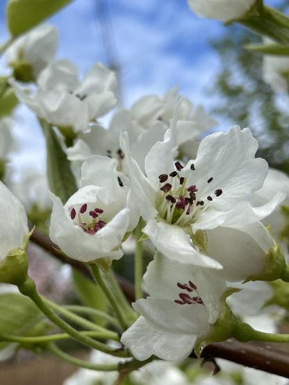Another cluster of Asian pear blossoms. This time the background is blue sky, and those wine red stamens look darker in contrast.