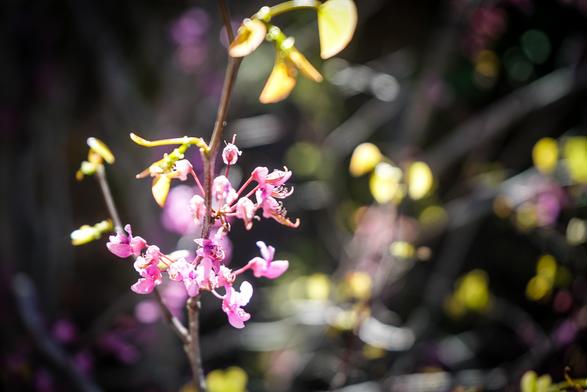 The image features a close-up view of a flowering branch. The flowers are small, delicate, and pink, with a cluster of them blooming on a slender brown stem. The petals are slightly ruffled, and the flowers are arranged in a way that suggests they are in full bloom. Some of the flowers have a hint of white at their centers, and the petals appear to have a slight sheen, possibly due to moisture or the angle of the light.

In the background, there are blurred hints of yellow and pink, suggesting other flowers or foliage, creating a bokeh effect that adds depth to the image. The lighting is soft and natural, highlighting the flowers and giving the image a serene quality. The focus is sharp on the flowers, while the background is out of focus, drawing attention to the details of the blossoms.

Provided by @altbot, generated privately and locally using Ovis2-8B