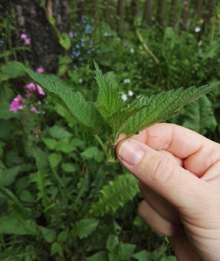 Ein Brennnesseltrieb wird in der Hand gehalten. Eine Wildblumenwiese im Hintergrund.